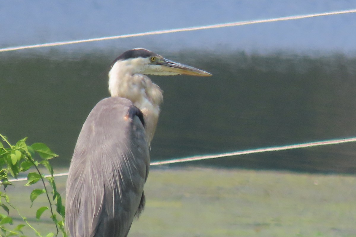 Great Blue Heron - ML613386899