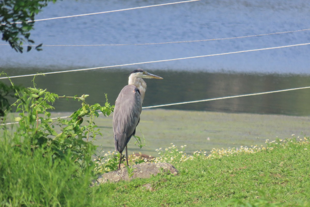 Great Blue Heron - ML613386901