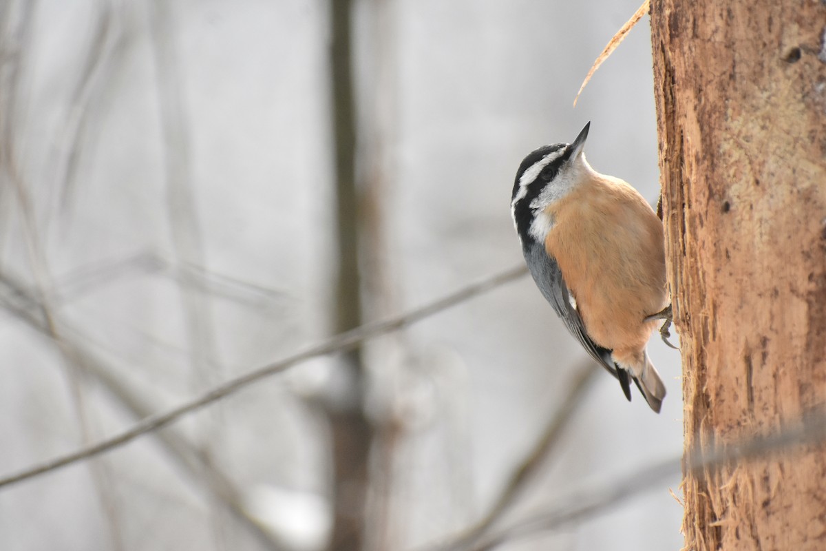 Red-breasted Nuthatch - ML613386956