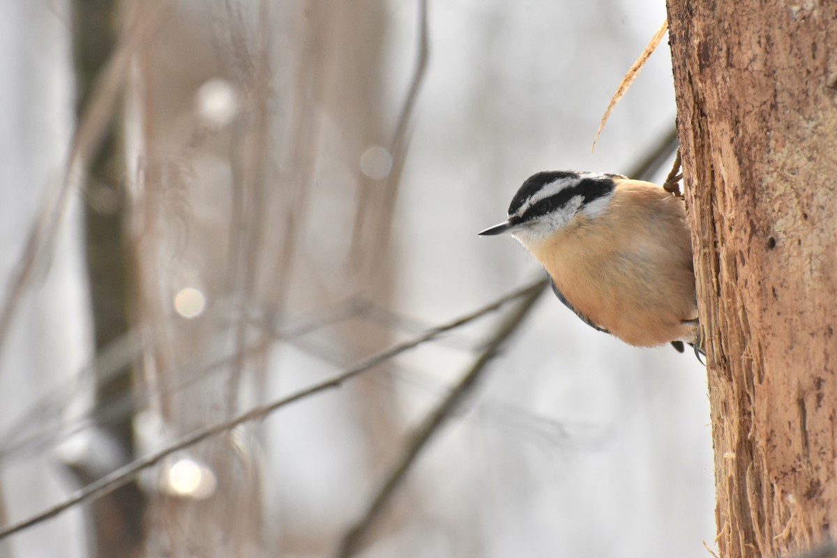 Red-breasted Nuthatch - ML613386957