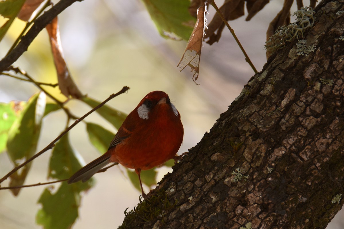 Red Warbler (White-cheeked) - ML613386979