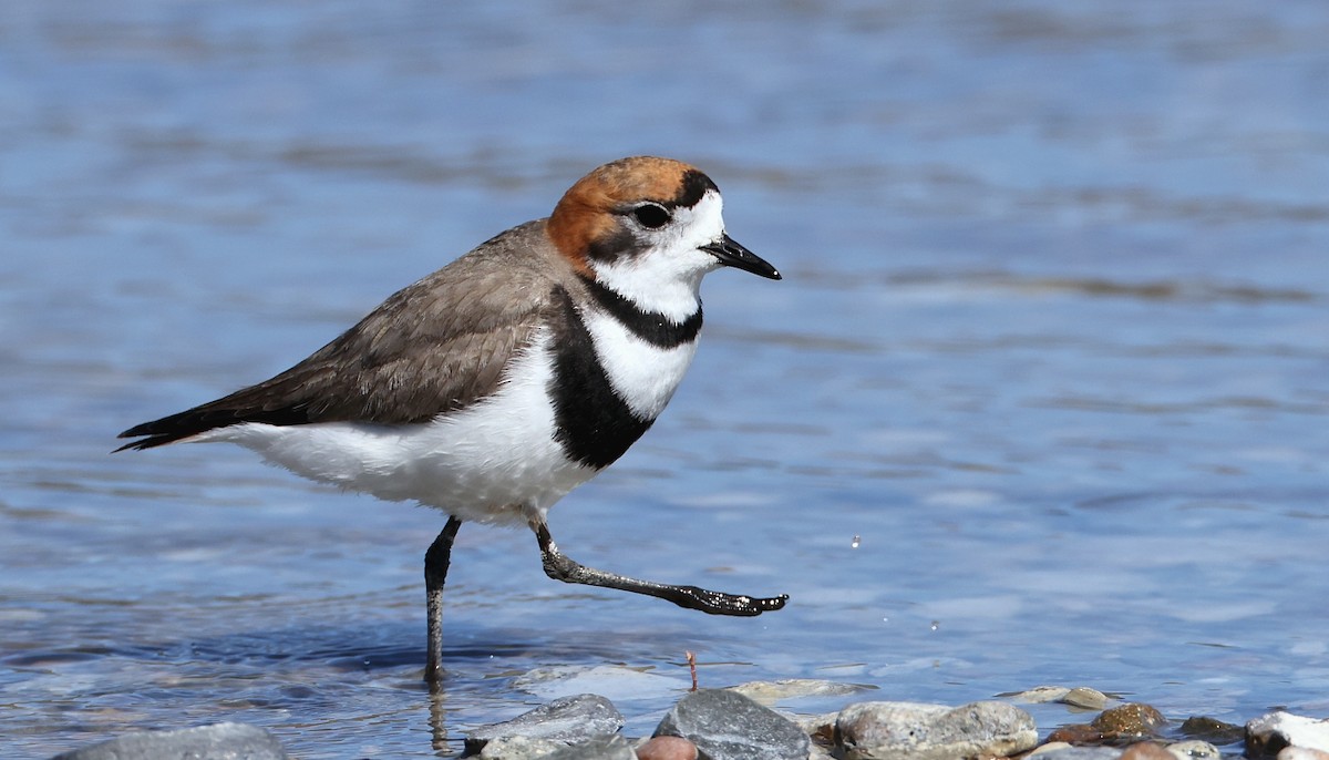 Two-banded Plover - Pavel Parkhaev