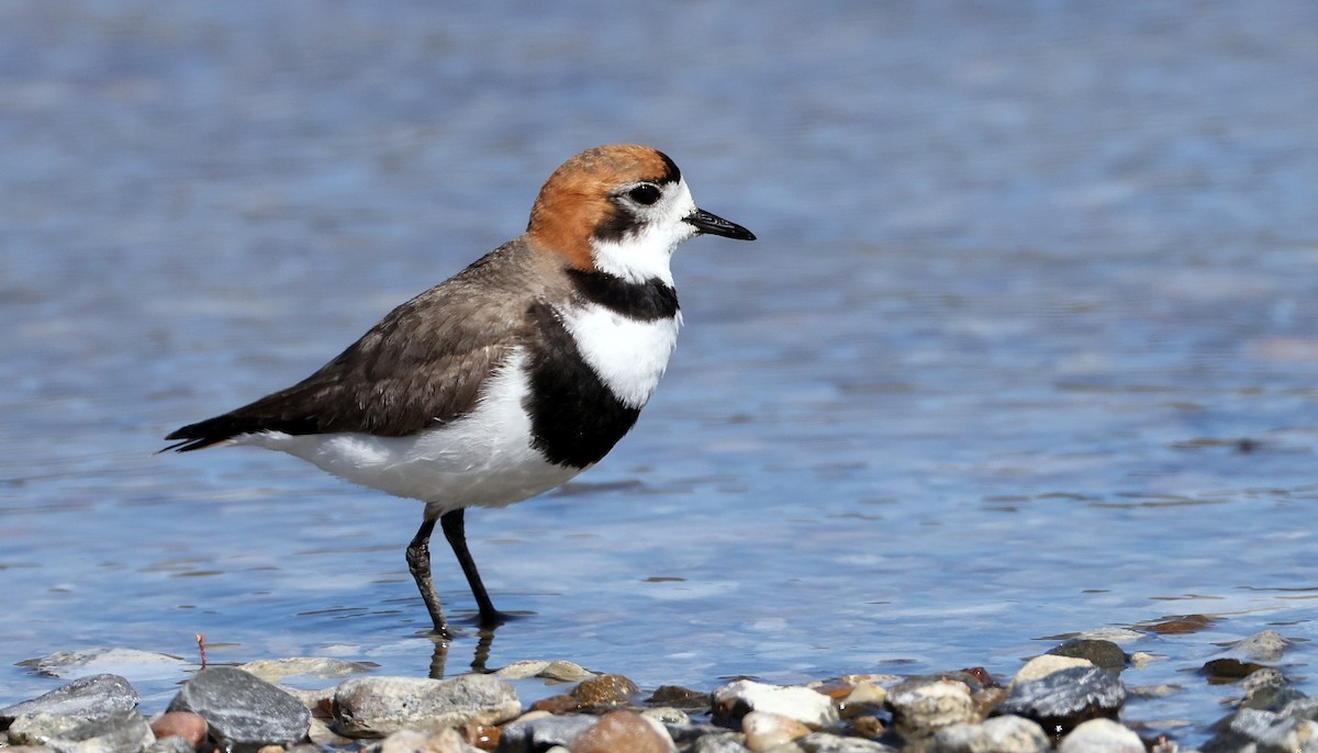 Two-banded Plover - Pavel Parkhaev