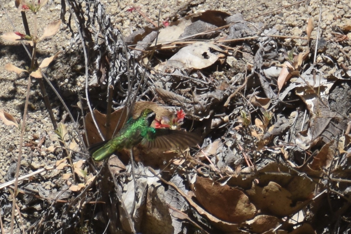 White-eared Hummingbird - Luke Berg