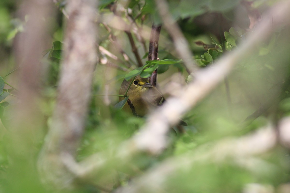 Thick-billed Vireo - ML613387118