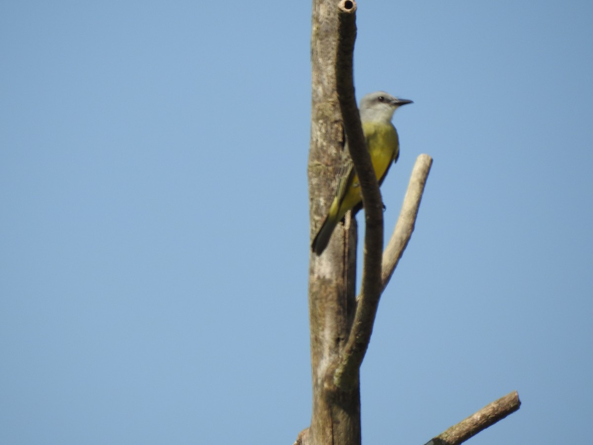 Tropical/Couch's Kingbird - ML613387126