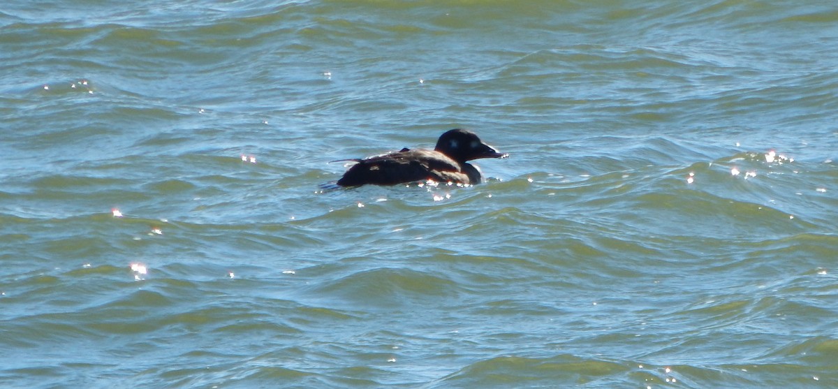 White-winged Scoter - ML613387203