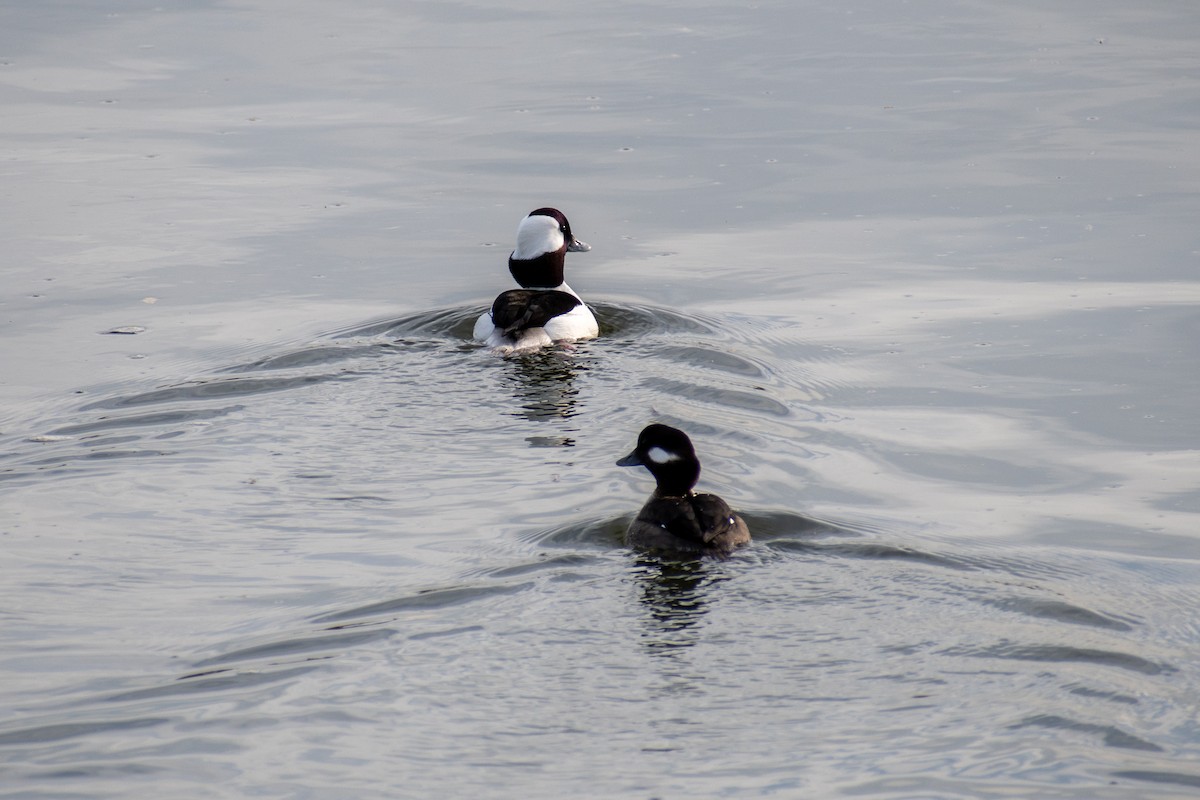 Bufflehead - ML613387226