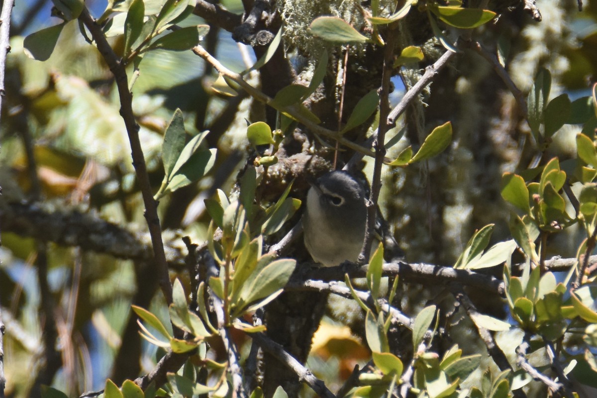 Vireo Plomizo (grupo plumbeus) - ML613387244