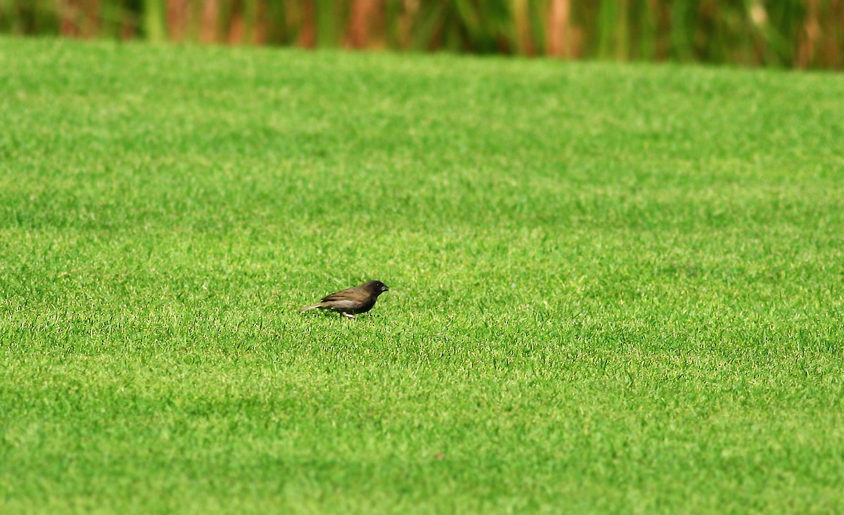 Black-faced Grassquit - ML613387277