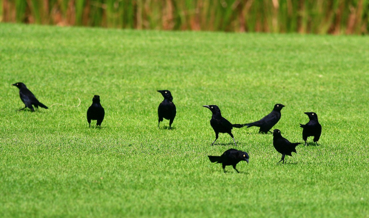 Carib Grackle - ML613387288