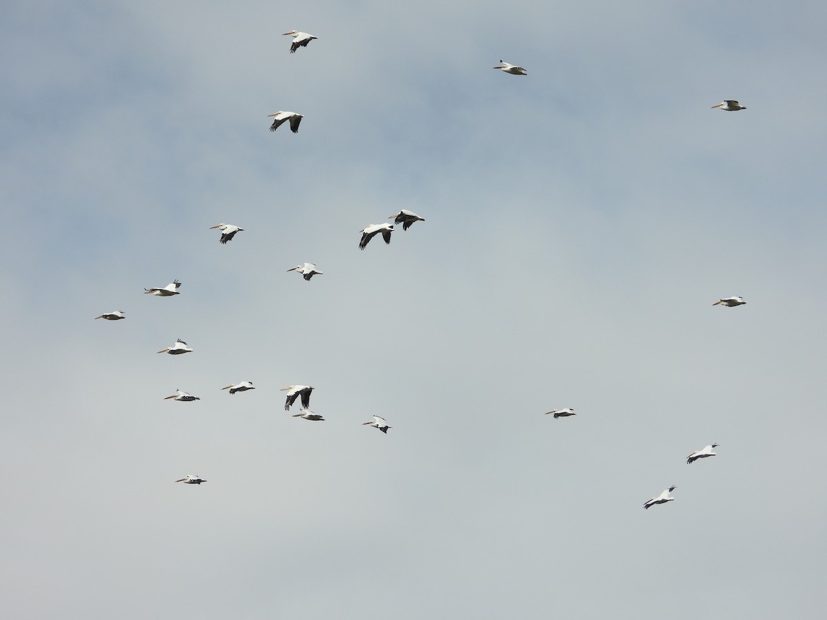 American White Pelican - ML613387293