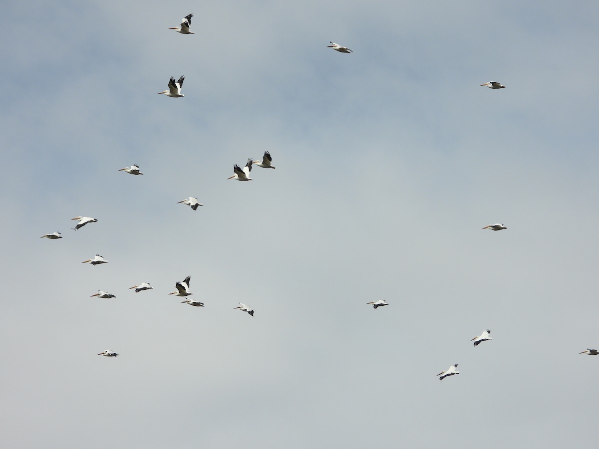 American White Pelican - ML613387312