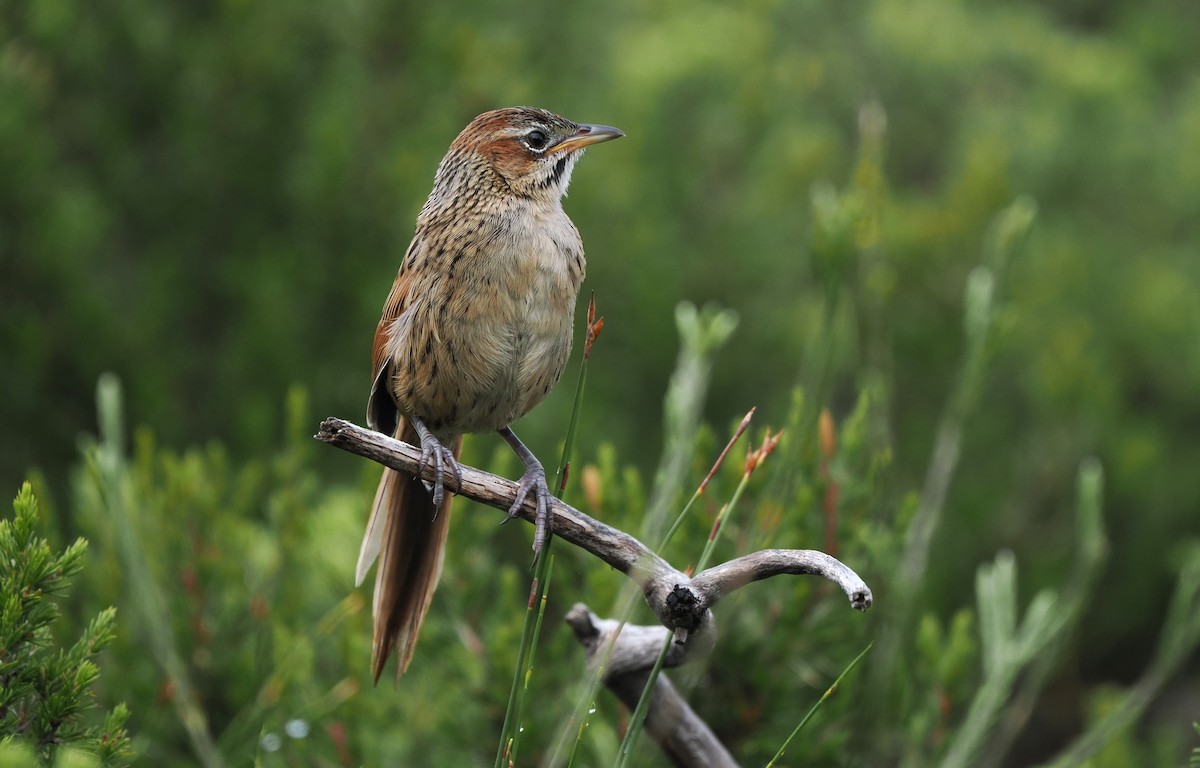 Cape Grassbird - ML613387409