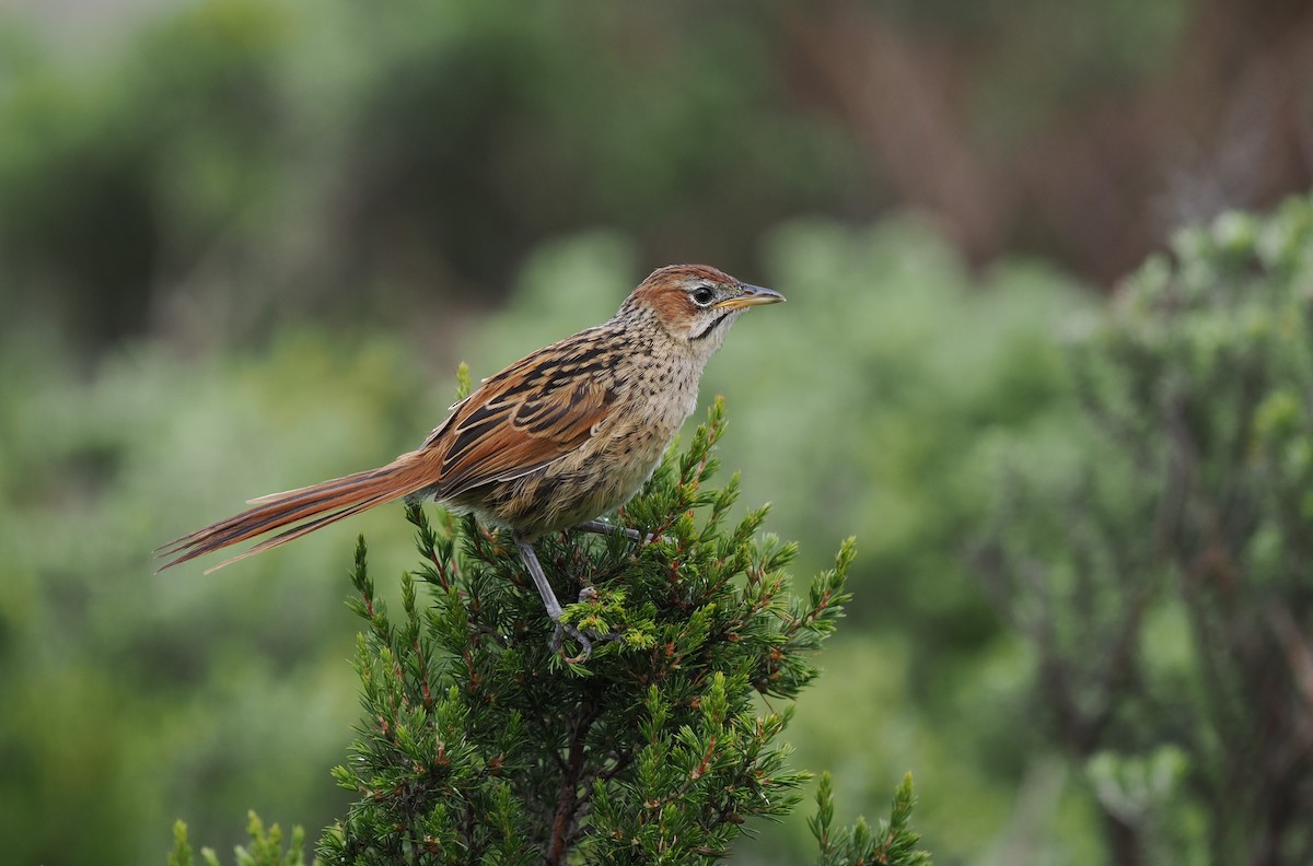 Cape Grassbird - ML613387453
