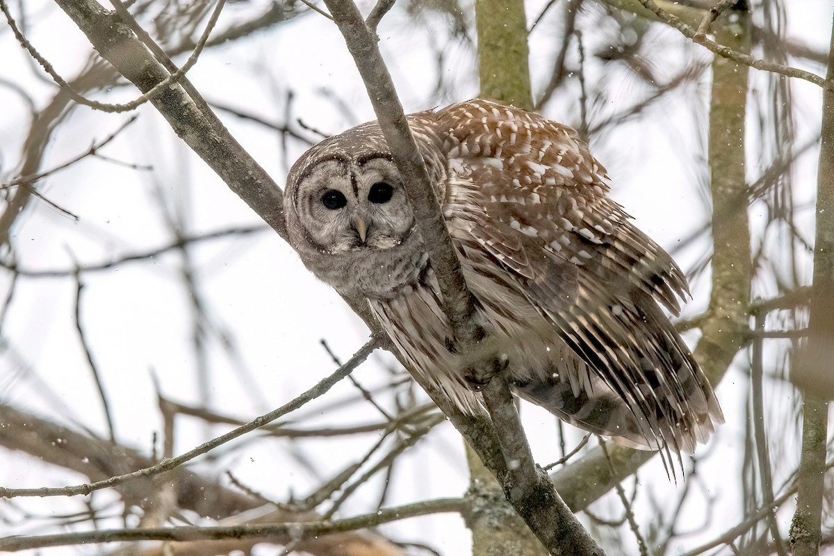 Barred Owl - Sue Barth