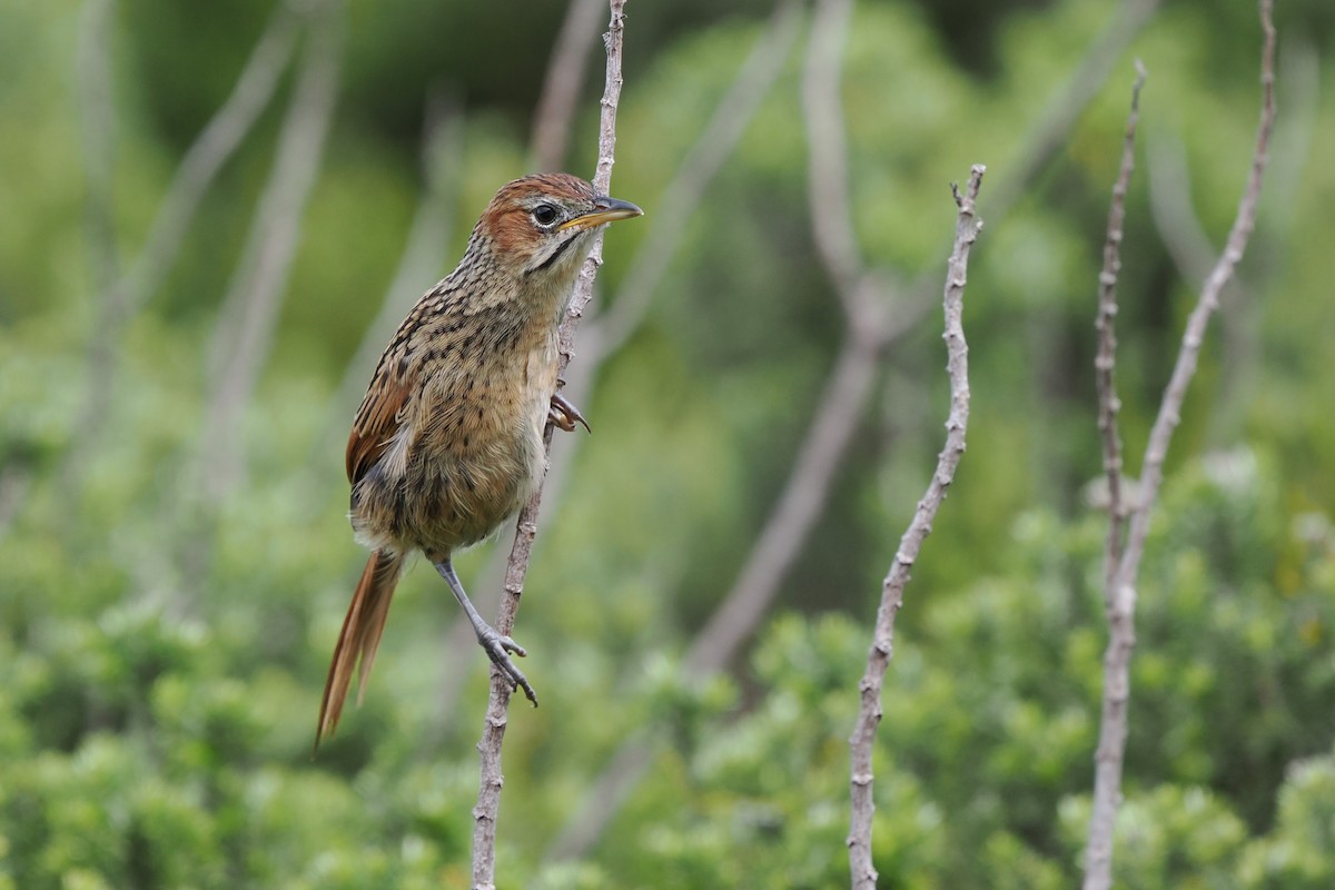 Cape Grassbird - ML613387487