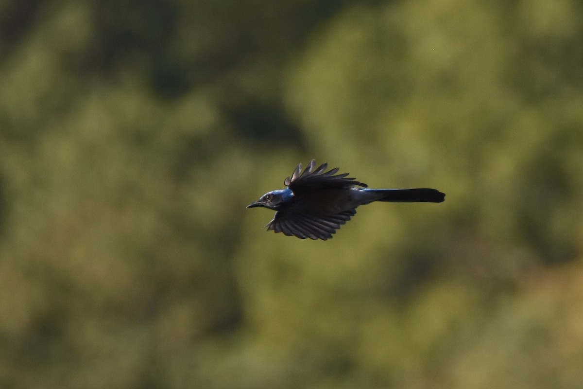 Woodhouse's Scrub-Jay (Sumichrast's) - ML613387491