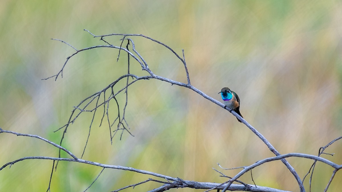 Colibrí de Myrtis - ML613387511