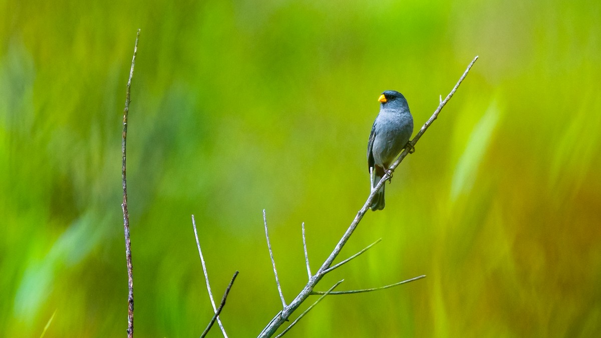 Band-tailed Seedeater - Wilson Diaz