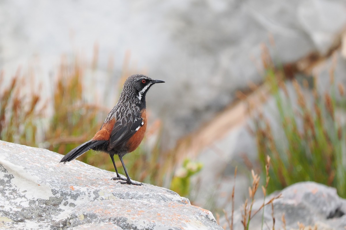 Cape Rockjumper - ML613387562