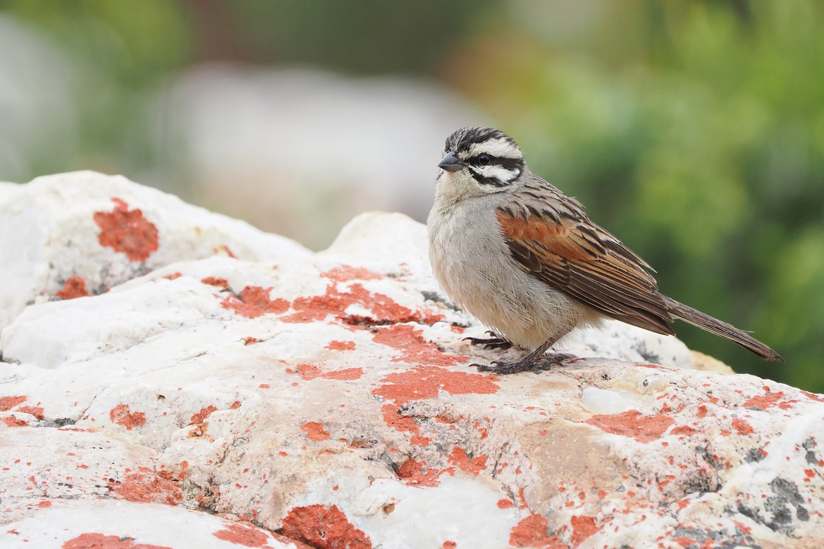 Cape Bunting - ML613387573