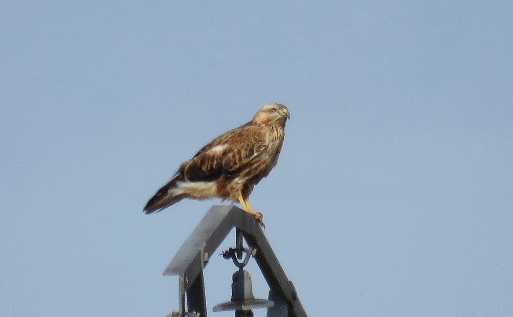 Long-legged Buzzard (Northern) - ML613387616