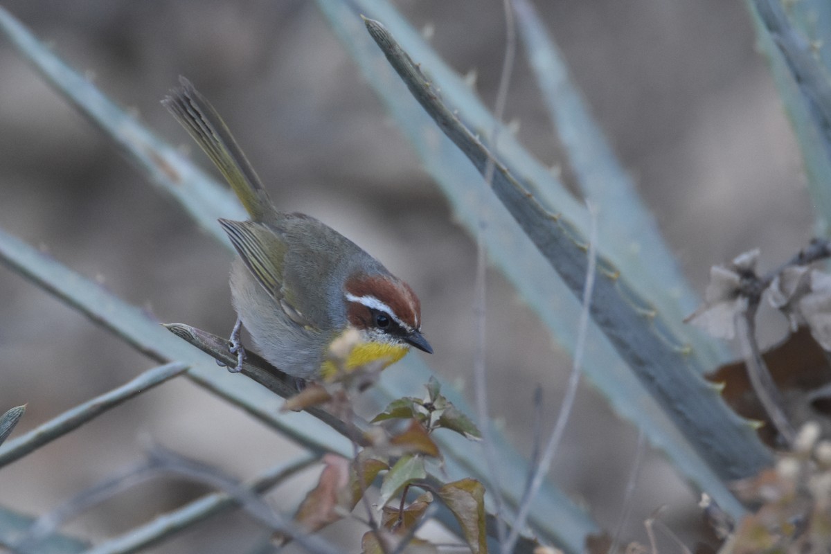 Rufous-capped Warbler (rufifrons Group) - ML613387631