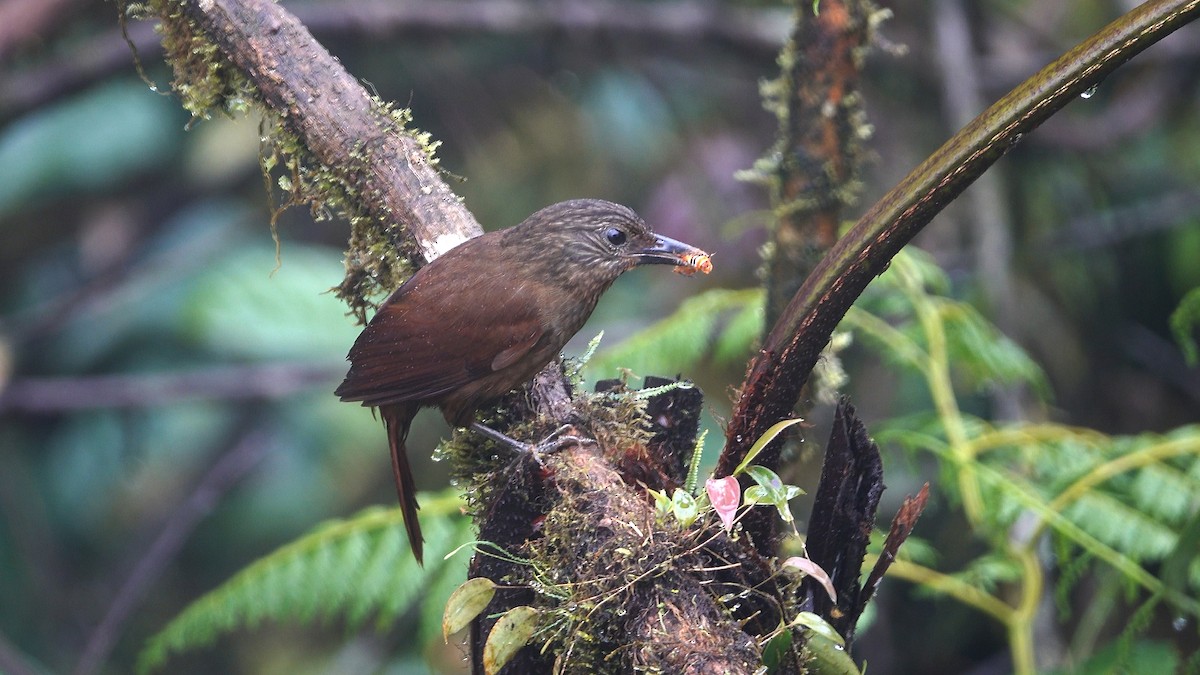 Streak-capped Treehunter - ML613387665