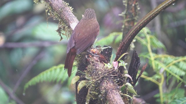 Streak-capped Treehunter - ML613387695