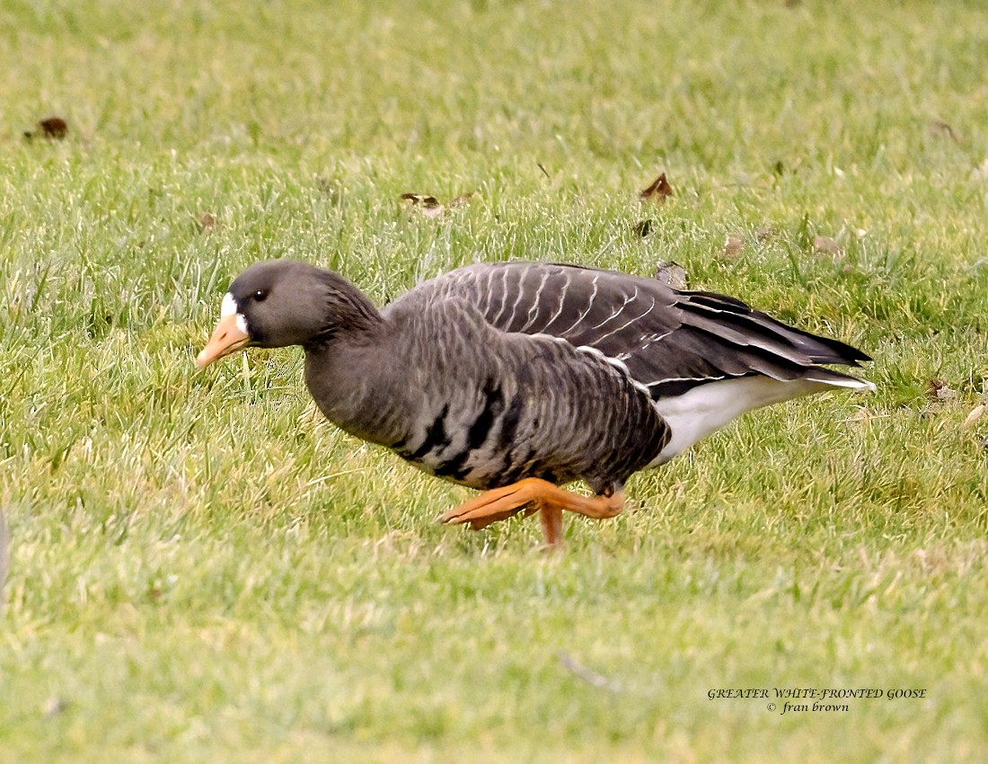 Greater White-fronted Goose - ML613387698