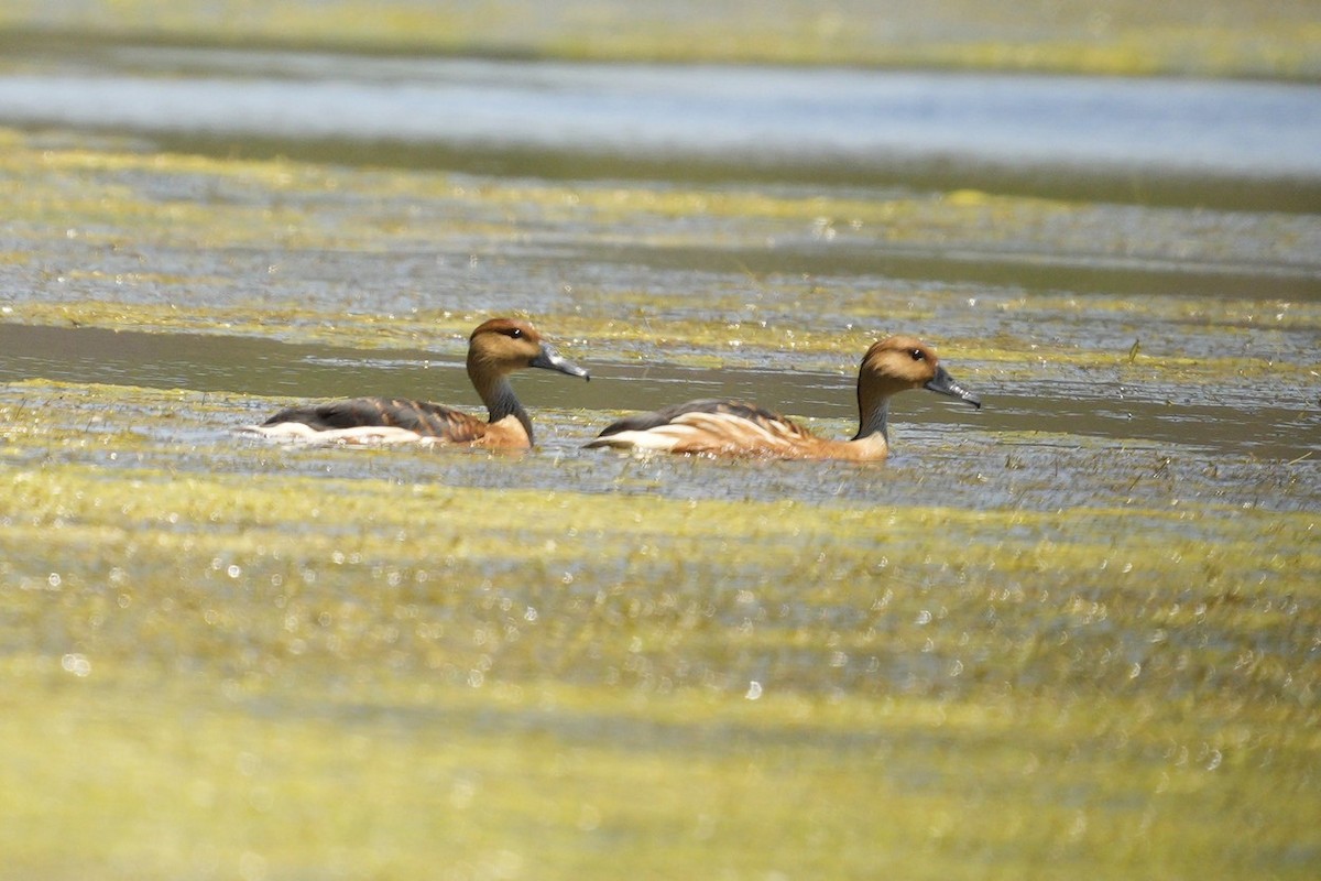 Fulvous Whistling-Duck - ML613387716