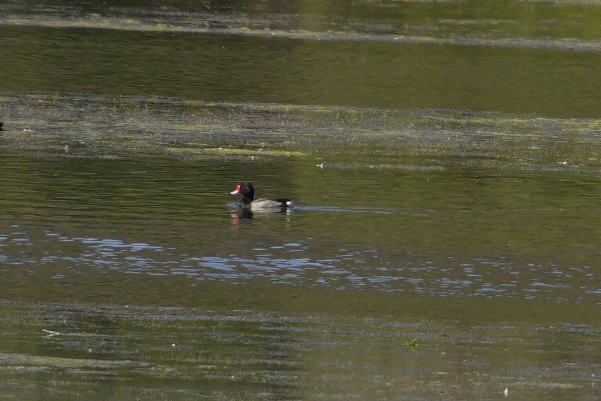 Rosy-billed Pochard - ML613387744