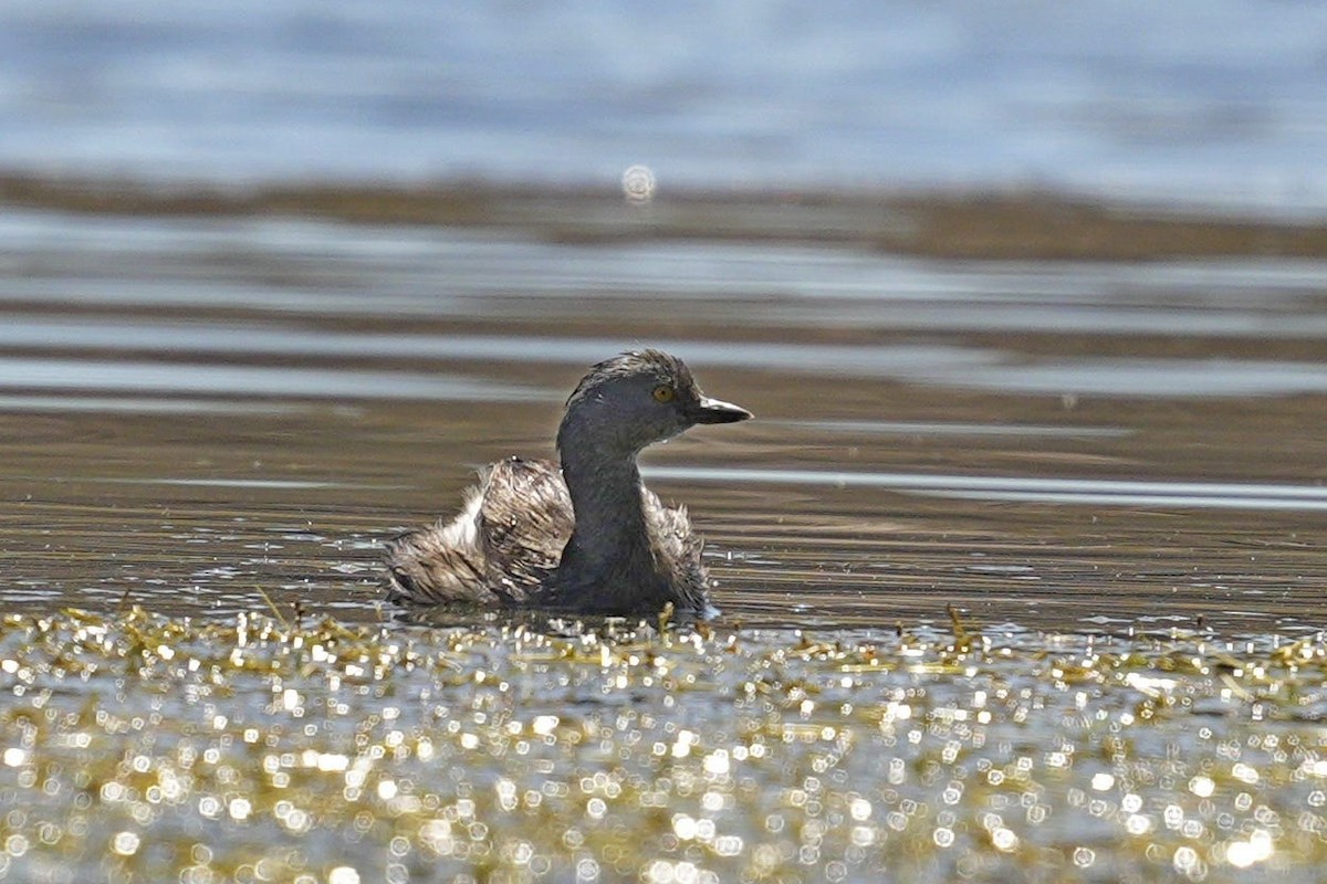 Least Grebe - ML613387748