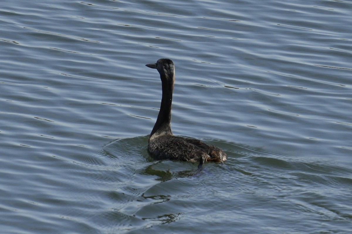 Great Grebe - Jorge Claudio Schlemmer