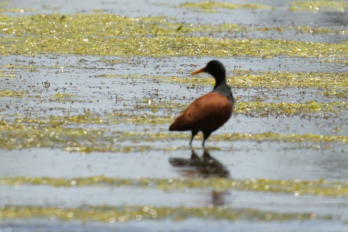 Wattled Jacana - ML613387780