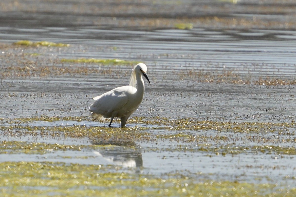 Snowy Egret - ML613387796