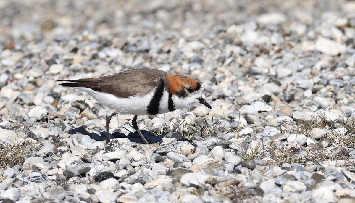 Two-banded Plover - Pavel Parkhaev