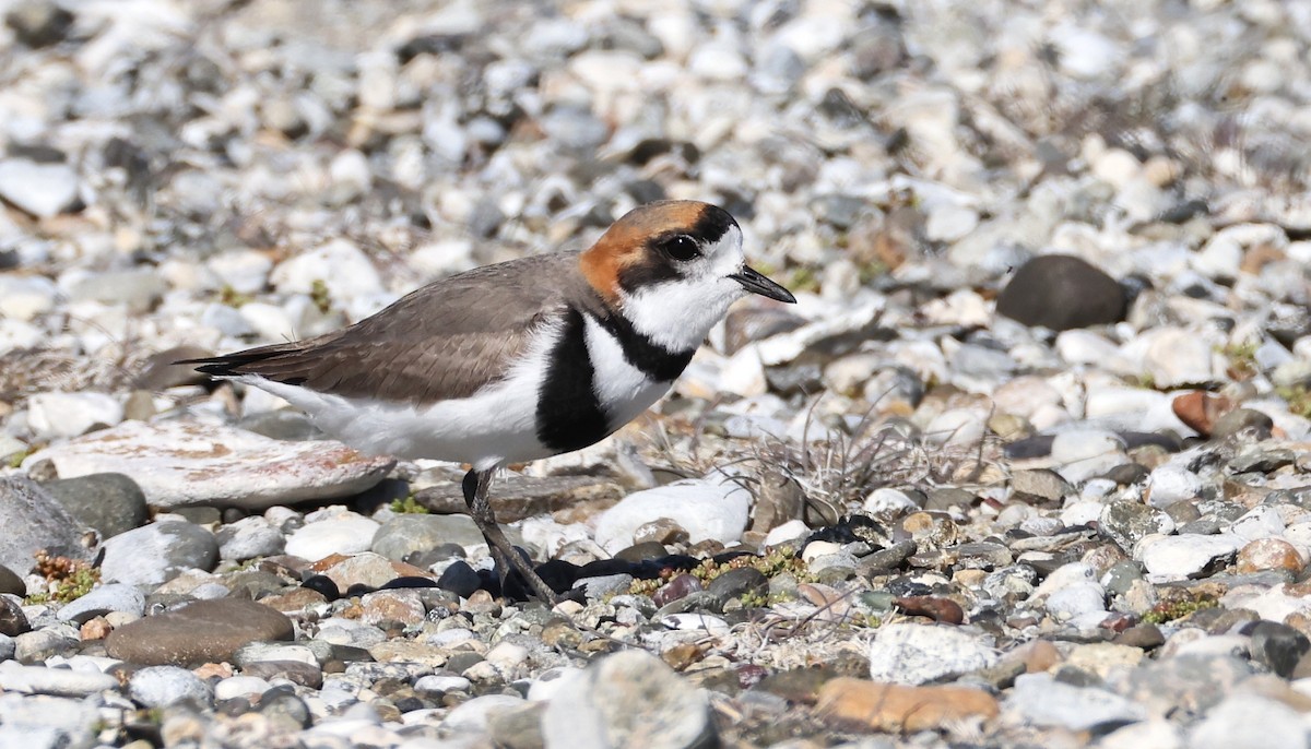 Two-banded Plover - Pavel Parkhaev