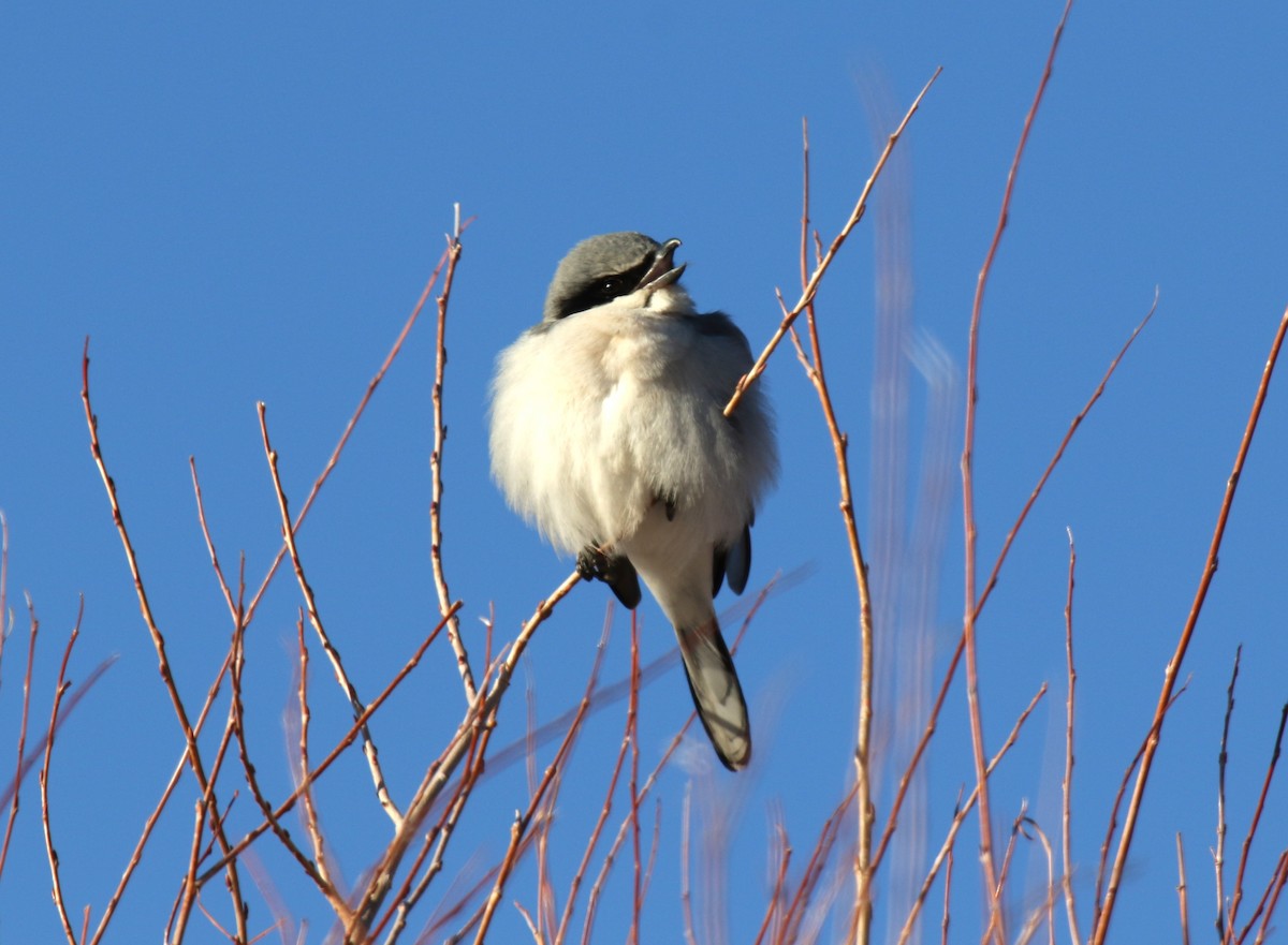 Pie-grièche migratrice - ML613387903