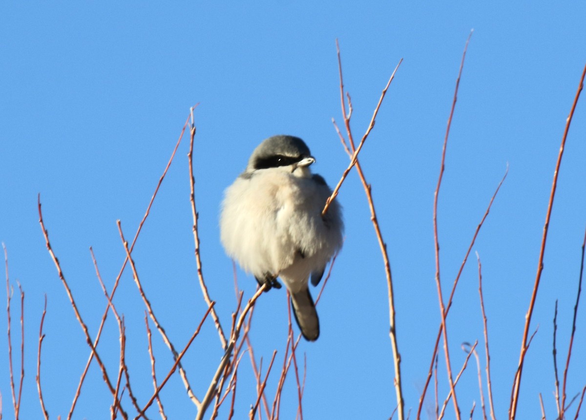 Loggerhead Shrike - ML613387904