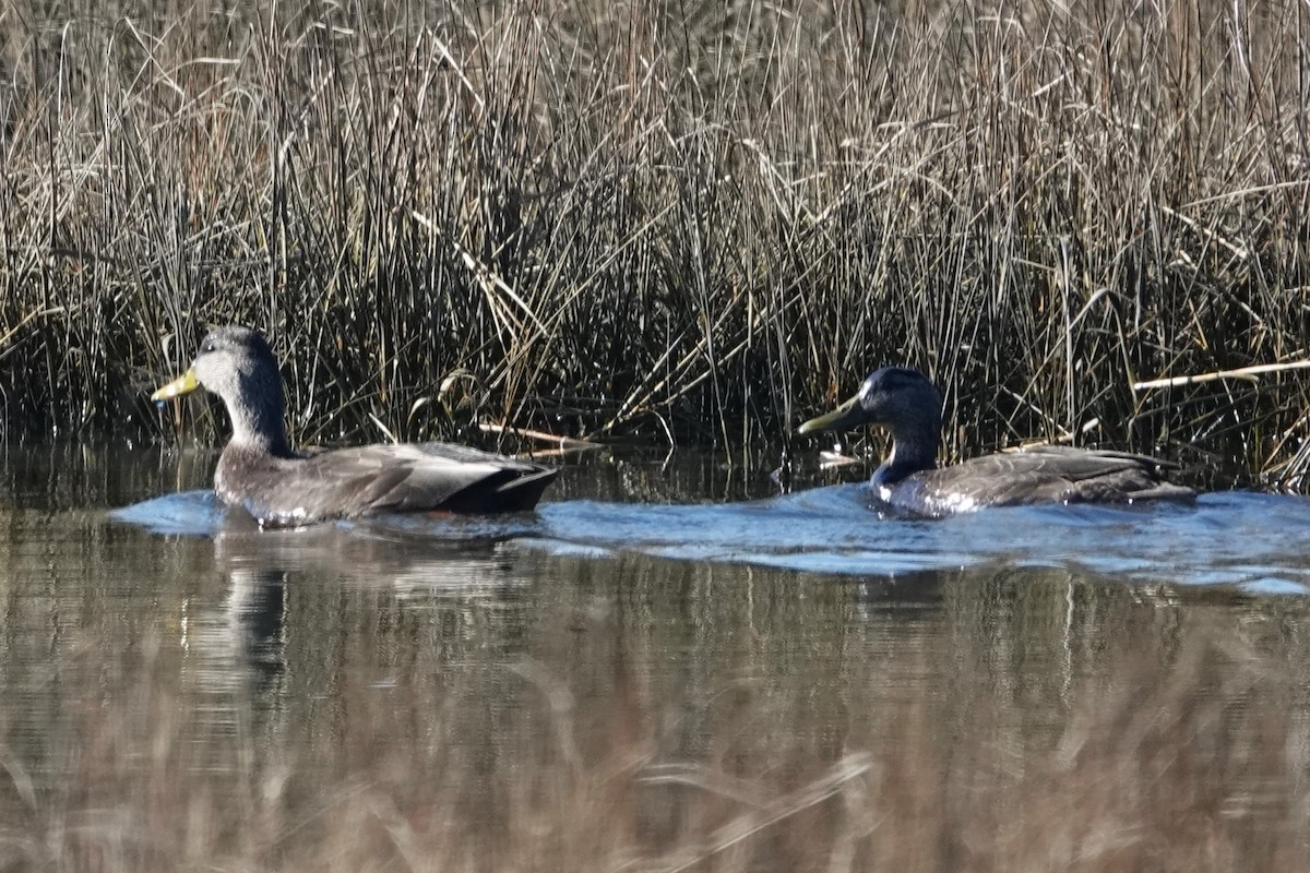 American Black Duck - ML613387956