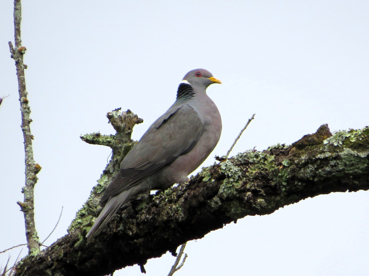 Pigeon à queue barrée (groupe albilinea) - ML613388005