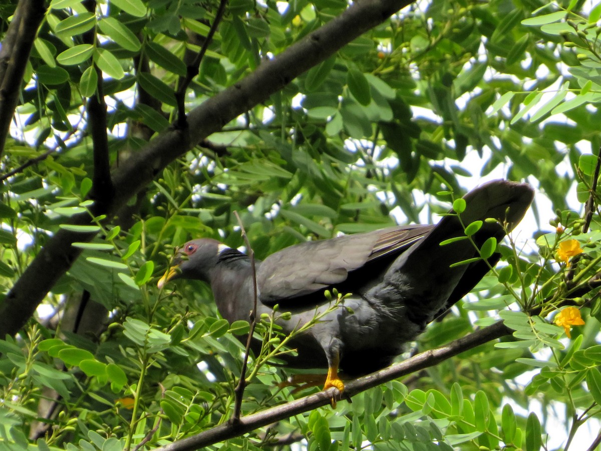 Pigeon à queue barrée (groupe albilinea) - ML613388006