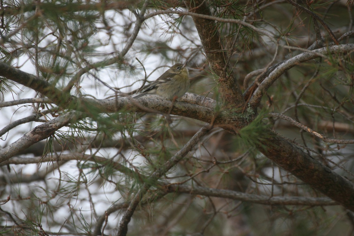 Cape May Warbler - ML613388011