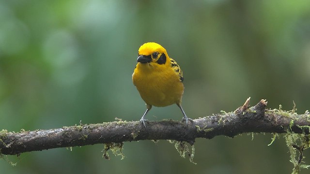 Golden Tanager - ML613388038