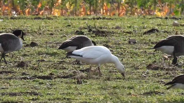 Snow Goose - ML613388075