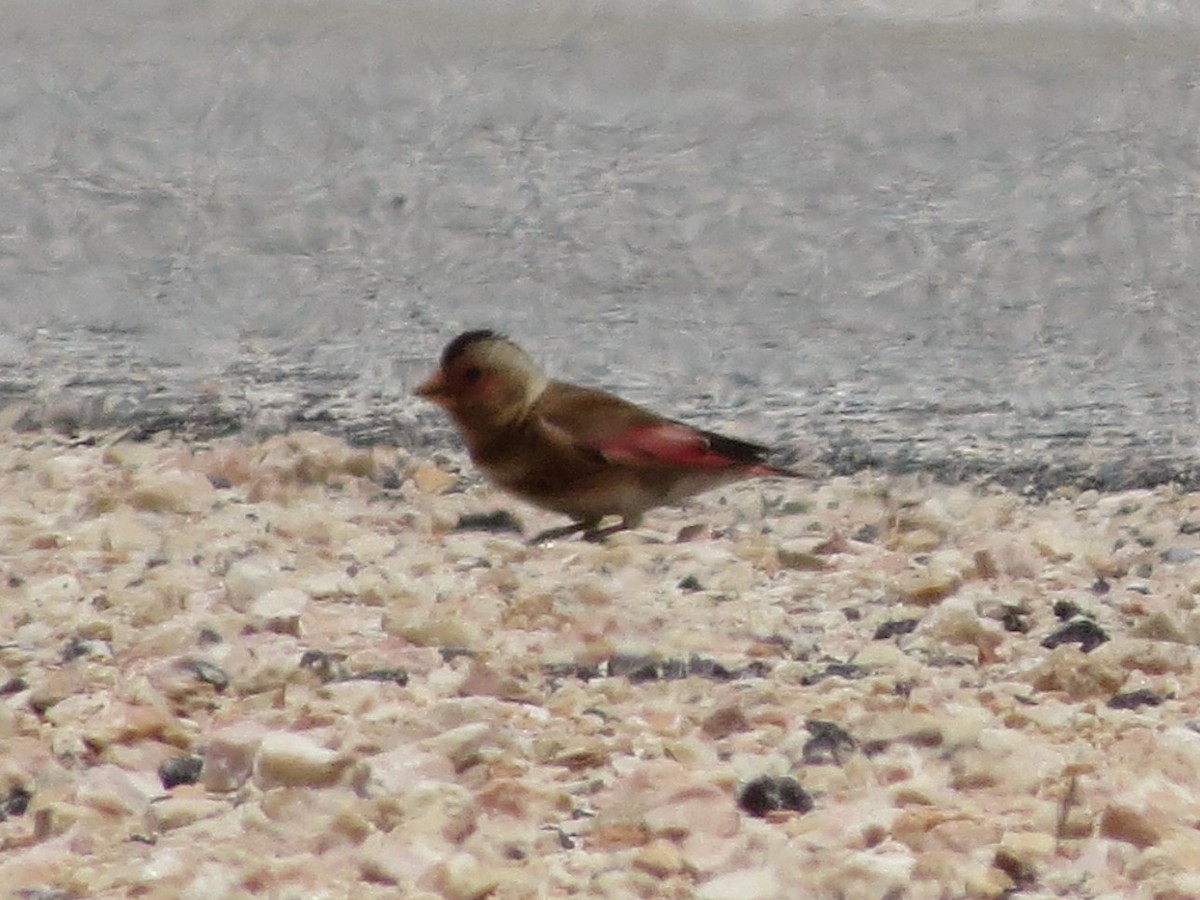 Crimson-winged Finch (Eurasian) - ML613388076