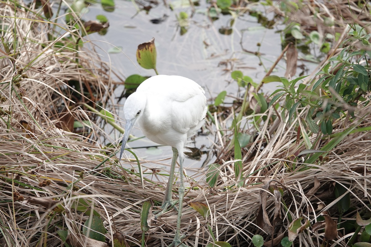 Little Blue Heron - ML613388104