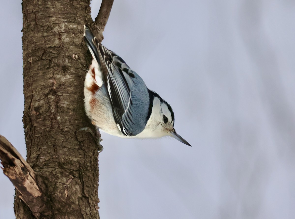 White-breasted Nuthatch - ML613388116